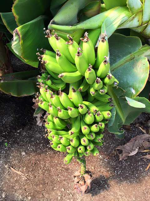 Canada Banana Farm